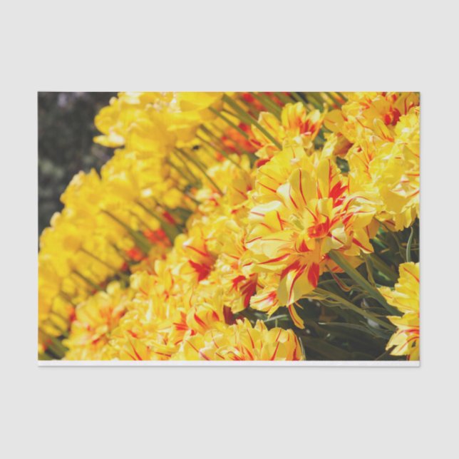 Goldwachstum Seidenpapier (Vorderseite)