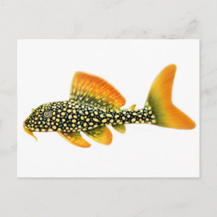 Goldy Sunshine Pleco Postcard Postkarte