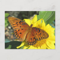 Golf Fritillary Butterfly ruhen auf Sonnenblume