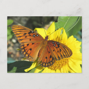 Golf Fritillary Butterfly ruhen auf Sonnenblume Postkarte