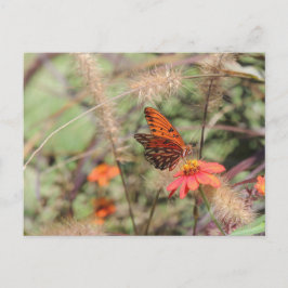 Golf von Fritillon in Zinnia Postkarte