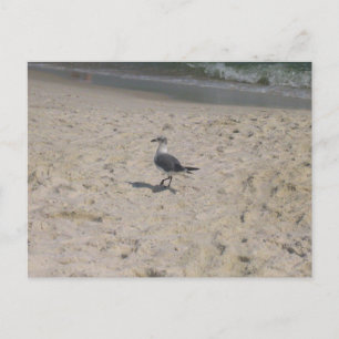 Golfküste Alabama Strand Vogel Fotografie Postkarte