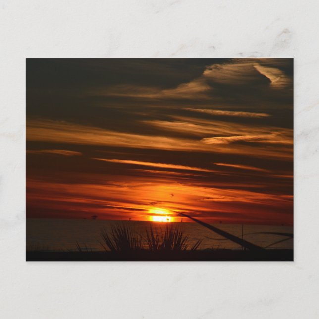 Golfküstenplantation Postkarte (Vorderseite)