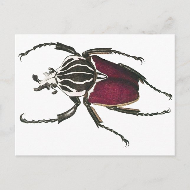 Goliath Beetle Postkarte (Vorderseite)