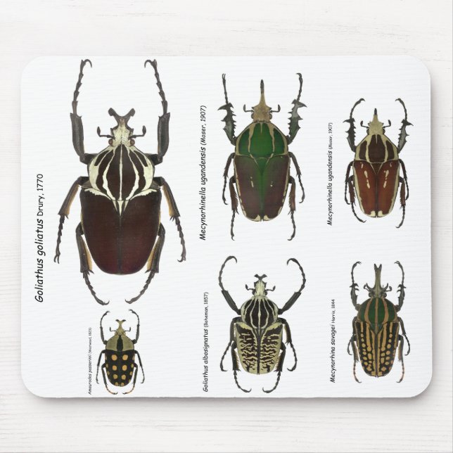 Goliath mousepad (Vorne)