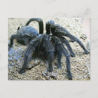 Goliath Tarantula Postcard Postkarte