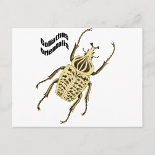 Goliathus orientalis postkarte