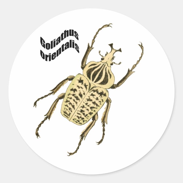Goliathus orientalis runder aufkleber (Vorderseite)