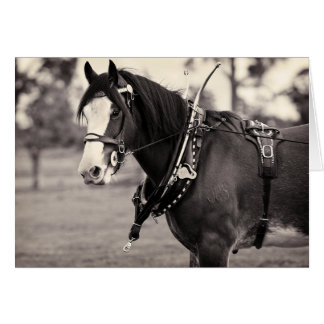 Gone By - Clydesdale Horse