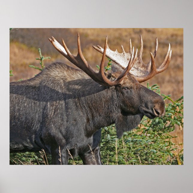 Good Bull Moose Poster (Vorne)