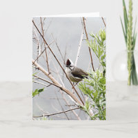Good Hair Day/Taiwan Yuhina Bird Niedliche Geburts