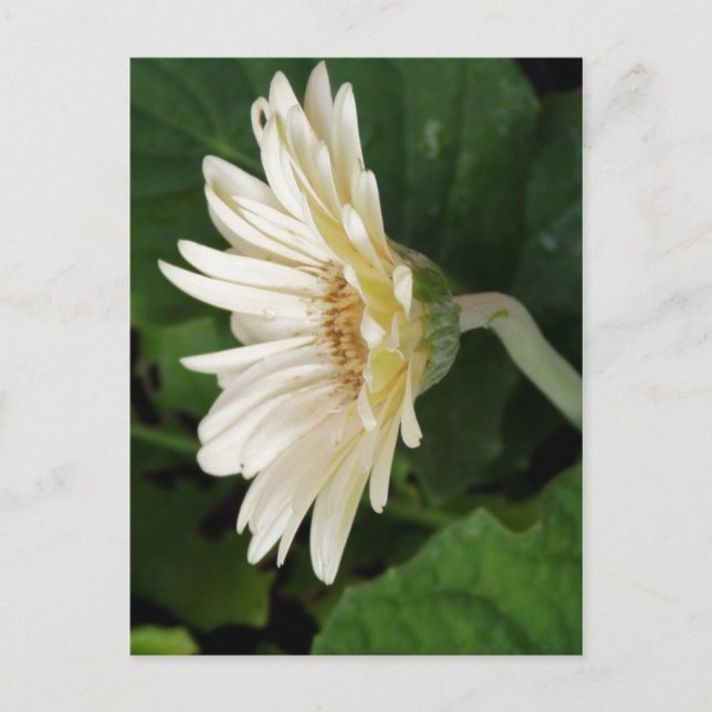 Good Morning Daisy Postkarte (Vorderseite)