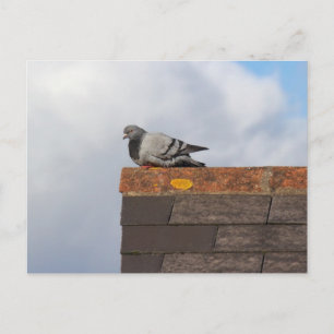 Good Morning Pigeon Postkarte