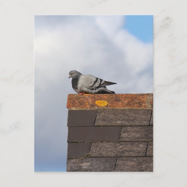 Good Morning Pigeon Postkarte (Vorderseite)