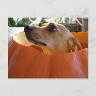 Good Rufus Pumpkin Postcard Postkarte