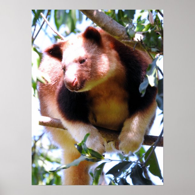 Goodfellow's Tree Kangaroo Poster (Vorne)