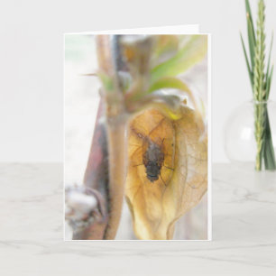 Goodnight Fly Note Card Feiertagskarte