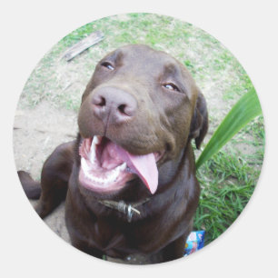 Goofy Delights: Chocolate Brown Labrador Puppy, Runder Aufkleber