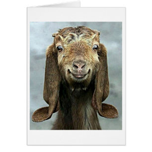 GOOFY GOAT SAGT, DU SEHST "50" "GUT AUF DICH!"