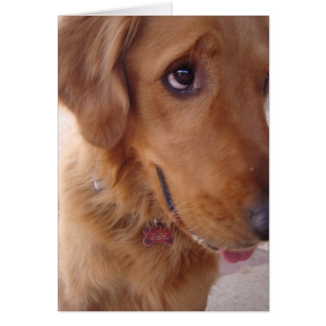 Goofy Golden (Vorne)