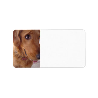 Goofy Golden Adressaufkleber