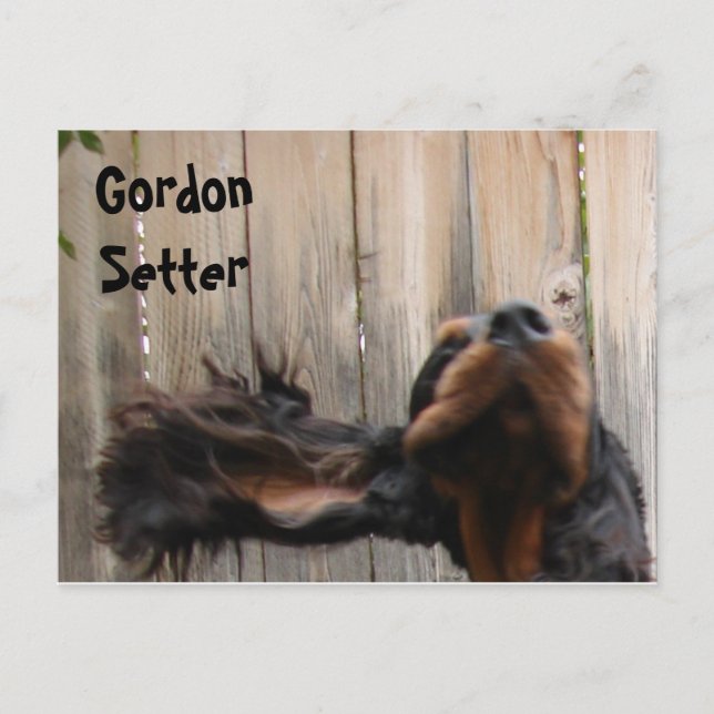 Goofy Gordon Setter Postkarte (Vorderseite)