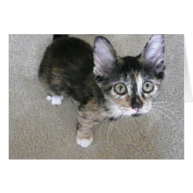 goofy kiten leere Noten (Vorderseite (Horizontal))