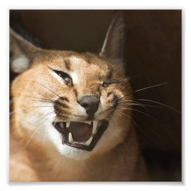 Goofy Lynx Fotodruck (Vorne)