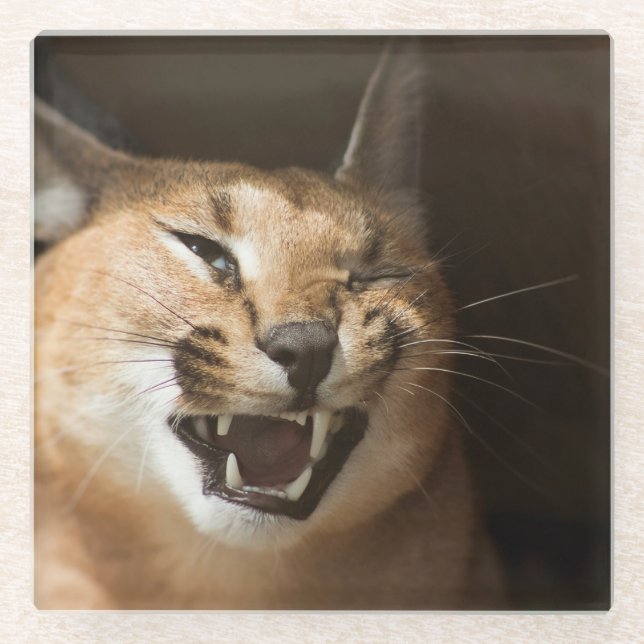 Goofy Lynx Glasuntersetzer (Vorderseite)