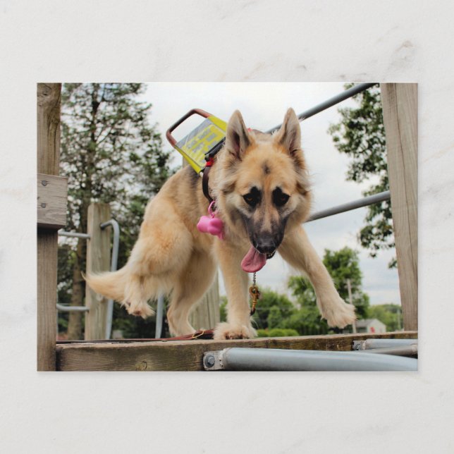 goofy postkarte (Vorderseite)