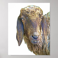 Goofy Sheep Farm Animal Art