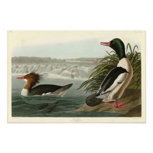Goosander (Gemeiner Merganser) Audubons Vögel Fotodruck