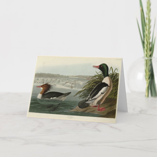 Goosander (Gemeiner Merganser) Audubons Vögel Karte (Vorderseite)