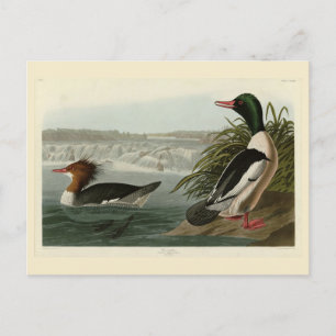 Goosander (Gemeiner Merganser) Audubons Vögel Postkarte