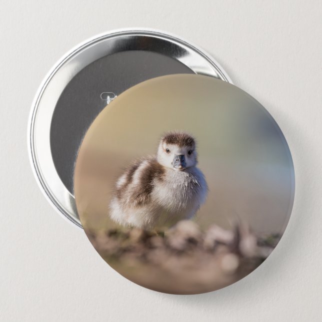 Goose Chick Nature Foto Button (Vorne & Hinten)