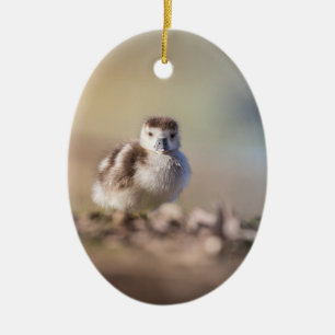 Goose Chick Nature Foto Keramik Ornament