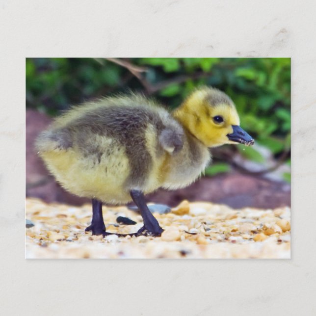 Goose Chick Postcard Postkarte (Vorderseite)