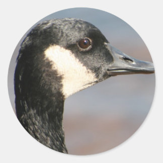 Goose Closeup Runder Aufkleber