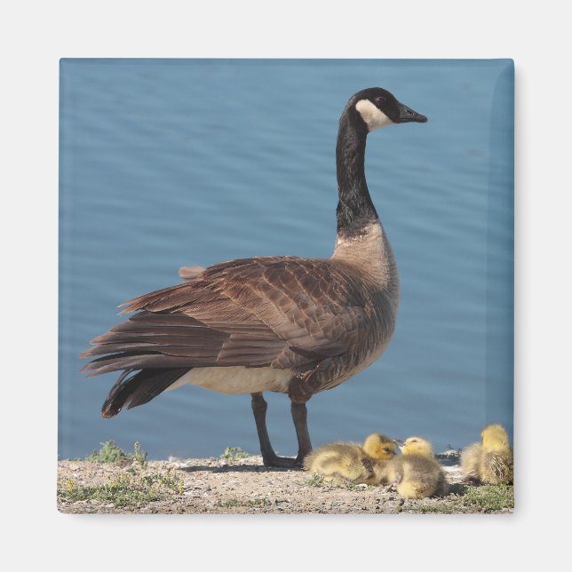 Goose Family Magnet 2 (Vorne)