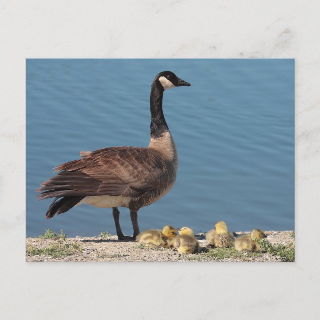 Goose Family Postcard Postkarte (Vorderseite)