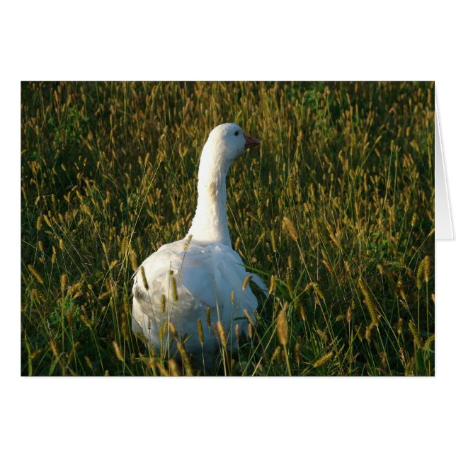 Goose in The Hay Meadow (Vorderseite (Horizontal))