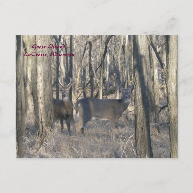Goose Island, La Crosse, Wisconsin Postkarte (Vorderseite)