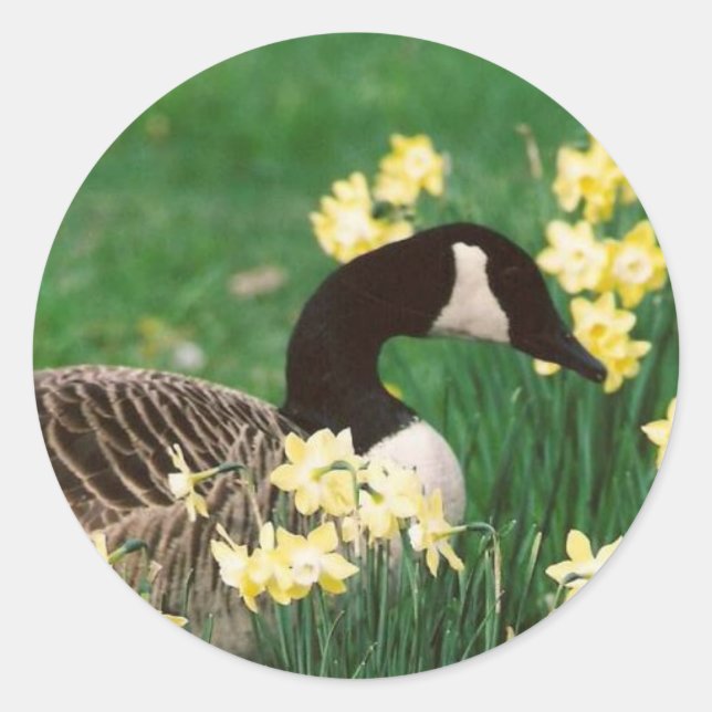GOOSE MIT DAFFODILS RUNDER AUFKLEBER (Vorderseite)
