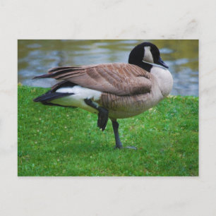 Goose Postkarte