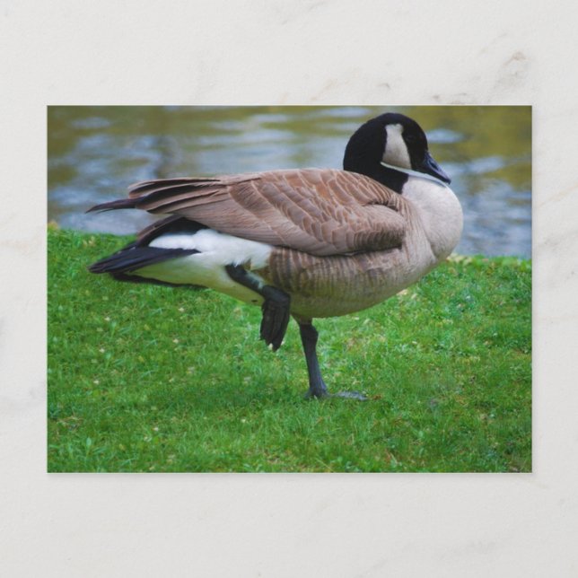 Goose Postkarte (Vorderseite)