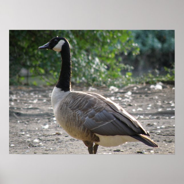 Goose Print - Goose Print Poster (Vorne)