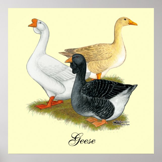 Goose Trio Poster (Vorne)