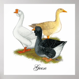 Goose Trio Poster