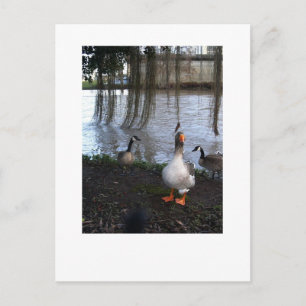 Goose Walk Postkarte