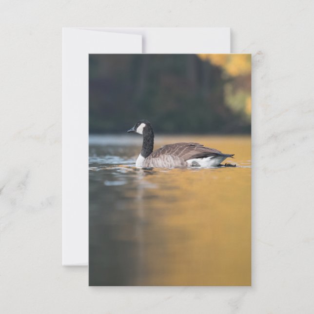 Goose Wildlife Foto Karte (Vorderseite)